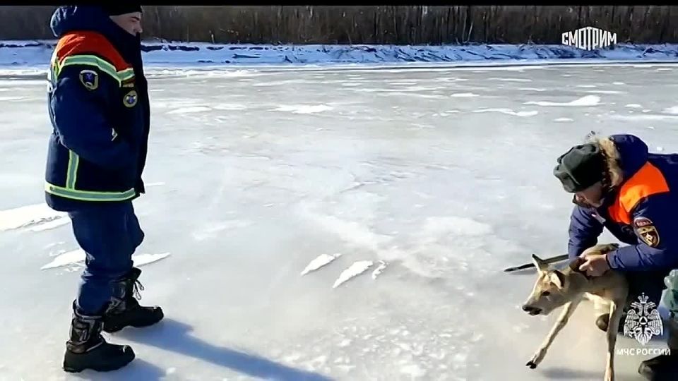 ������, ������� �������� �� ���� ����� � ����������� �������, ������ ���������� ���, �������� � �����-������ ���������