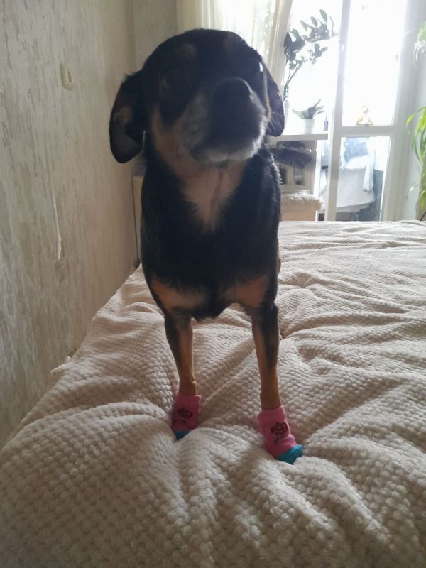 ������� - 17 ������, �������