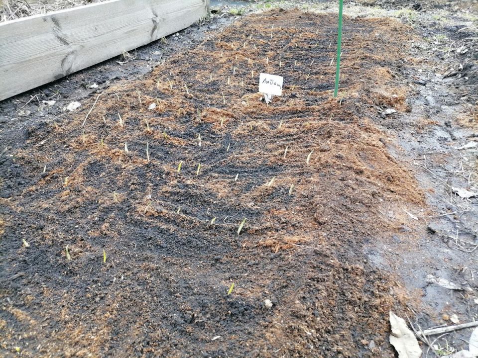 ��� ��������� �������� �� ������ ������� ������� � ���� � ������