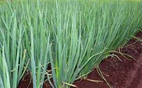 ��� �����: ��������� ����������� � ��� ������������ ��������