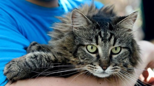 ����������� �������� �� ��������� ���������: ����� ����������� ��� ������