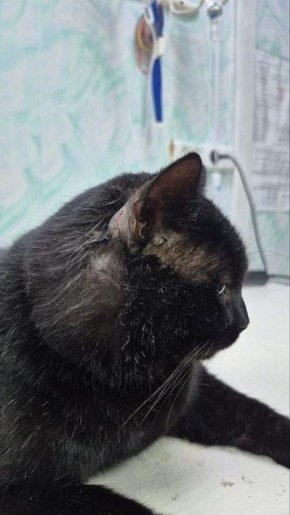 ���������� ������� "����-������", � �������� ���������� �������