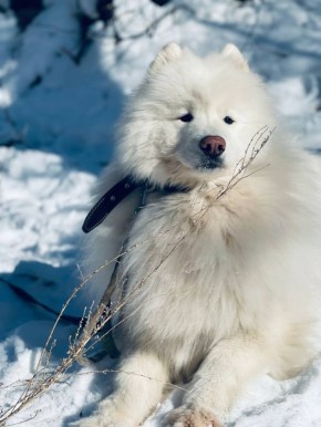 ������� - 19 ������, �����������