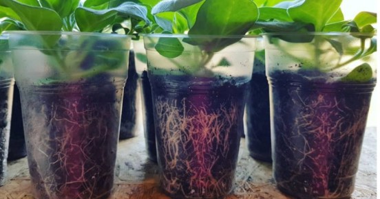 Корневин: универсальное решение для укоренения растений