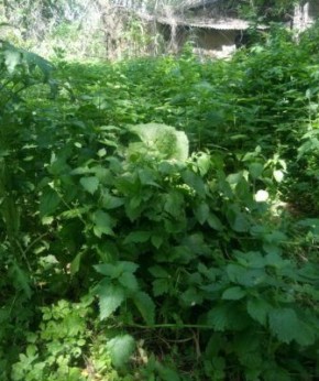 Как отличить крапиву от яснотки: полезные советы для садоводов