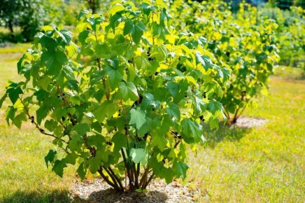 ��� ������� ��������� ������ ��������� � �������� ������