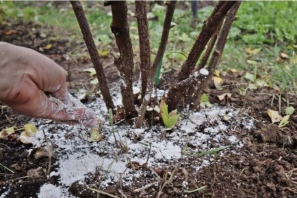 ����������� ����: ������ �������� ������ ��������� � ����������