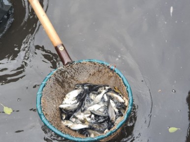 ������ ������� � ������� ����������� ������� ���������� ����� ��� � 1,5 ����