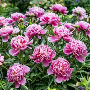 ���� ��������� ������: ��������� ��� ��������� ���������