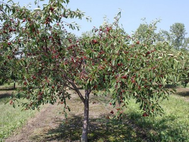 ��� ������� ��������� ���� ����� ��� ������� ����: ������ ��� ���������