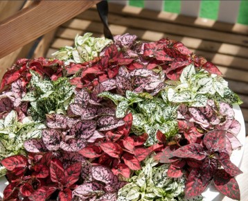 ���������� ��� ��� � ������� ����������