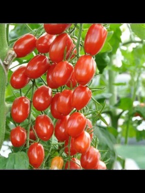 ����� ������� ������: ������� ��������� ����������� � ����������� �������������