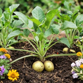 ������� �������� ������ ���������: ������� ������ ��� �������� �����������