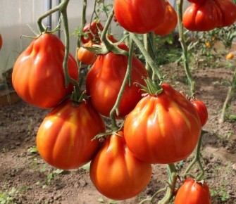 ����� ��������: �������� �������� � ���������� ������