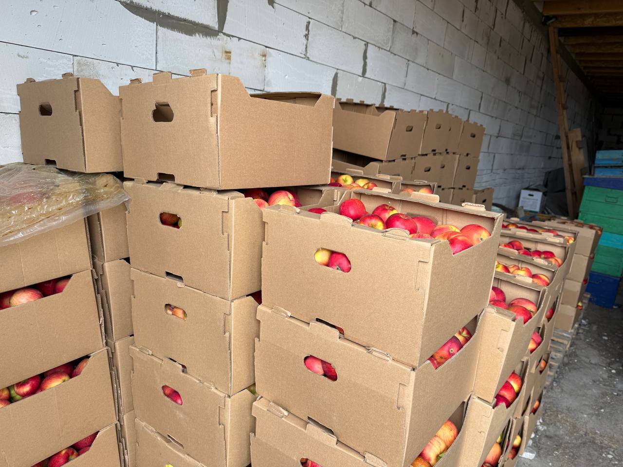 В Саратовской области за неделю подорожали помидоры, огурцы, картофель и яблоки