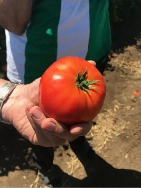 Томат толстячок: крупноплодный сорт с мясистой мякотью для салатов