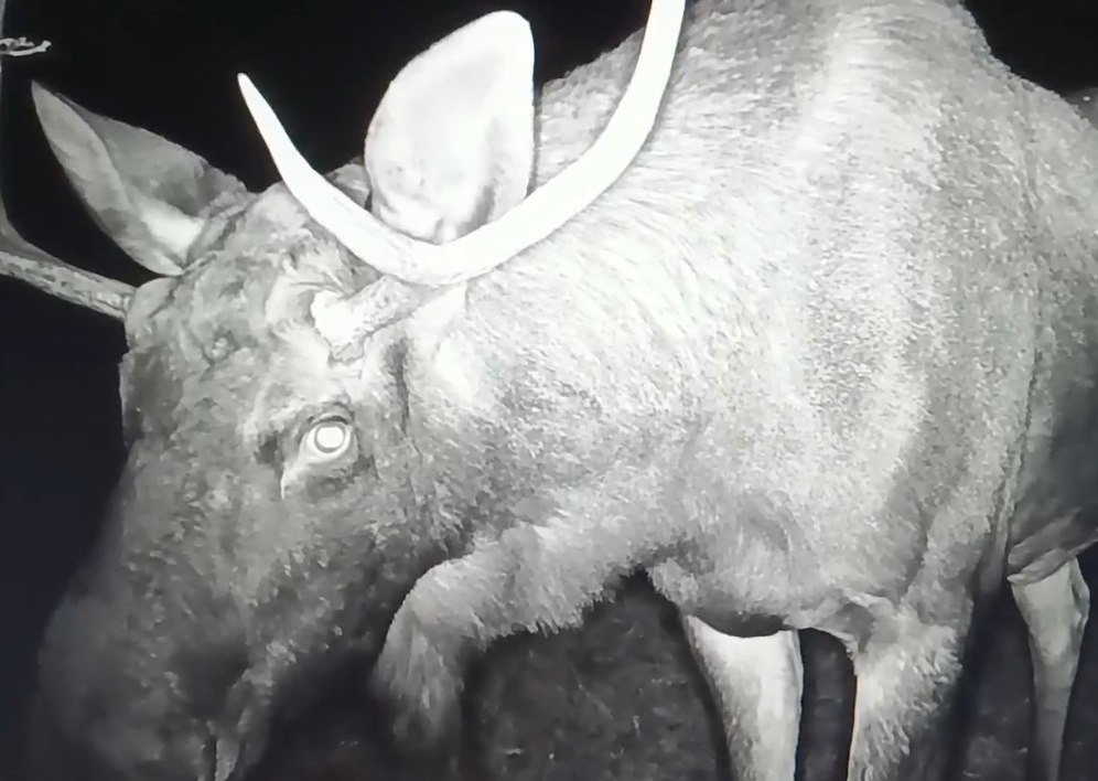 В Саратовскую область возвращаются редкие для региона виды птиц В Саратовскую область возвращаются редкие для региона виды птиц
