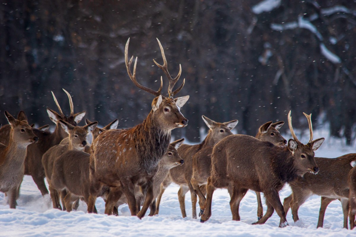 В Саратовскую область возвращаются редкие для региона виды птиц В Саратовскую область возвращаются редкие для региона виды птиц