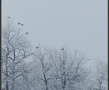 В Саратовскую область возвращаются редкие для региона виды птиц