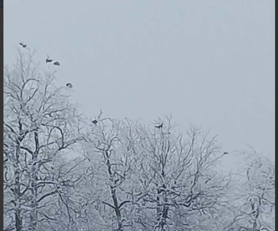 В Саратовскую область возвращаются редкие для региона виды птиц