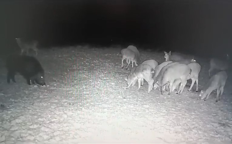 В Саратовскую область возвращаются редкие для региона виды птиц В Саратовскую область возвращаются редкие для региона виды птиц