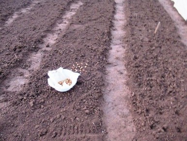 осенняя посадка лука: стоит ли мульчировать грядку перед зимой?