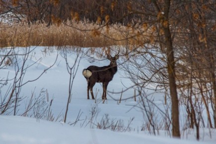 � ��������� ������������ ������������� ���������� ����������� ��������