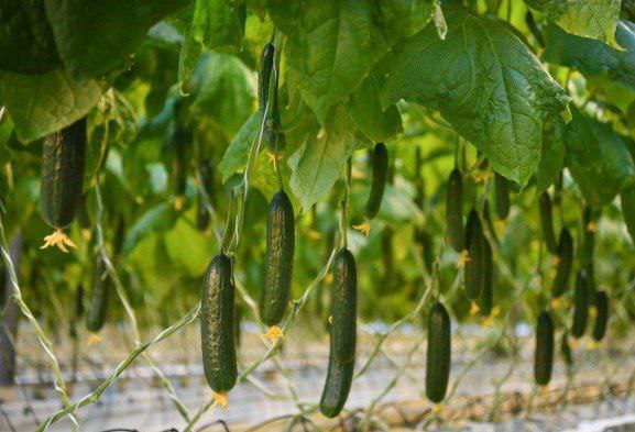 В теплицах области собрали первую тысячу тонн овощей урожая-2026