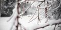 В Саратовской области прогнозируют мороз до -13 градусов и местами слабый снег