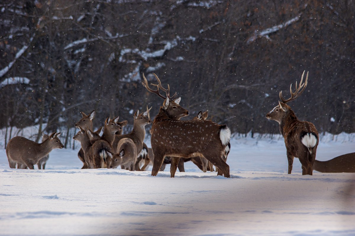 В Саратовскую область возвращаются редкие для региона виды птиц В Саратовскую область возвращаются редкие для региона виды птиц