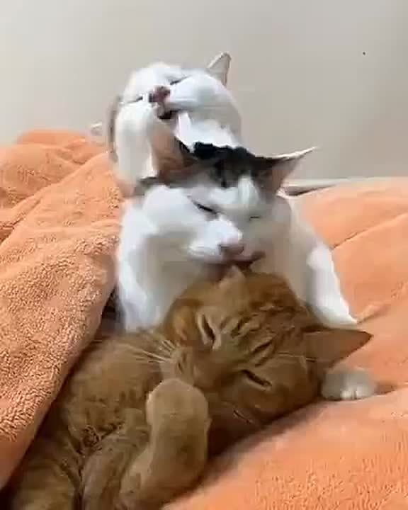 ������� ����