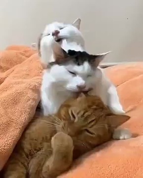 ������� ����