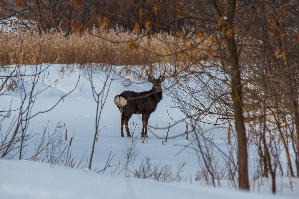 В Саратовскую область возвращаются редкие для региона виды птиц В Саратовскую область возвращаются редкие для региона виды птиц