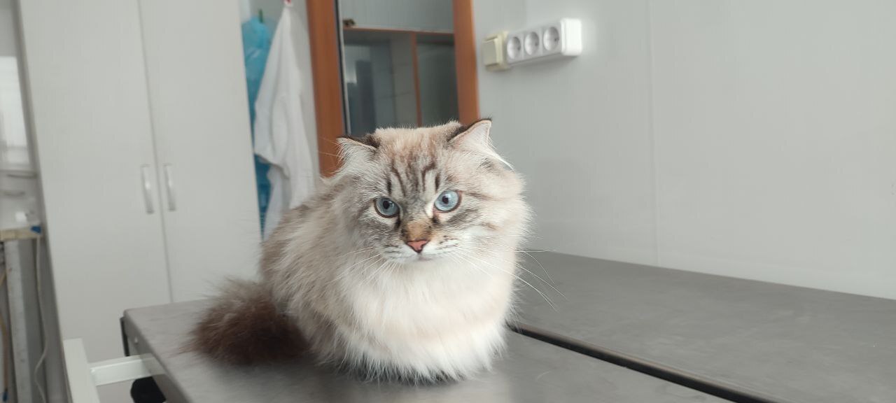 Праздничные "вкусняшки" обернулись аллергией для Кузи