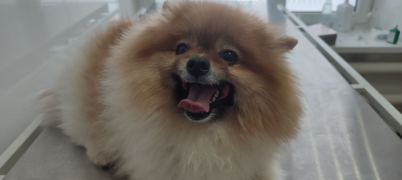 Праздничные "вкусняшки" обернулись аллергией для Кузи Праздничные "вкусняшки" обернулись аллергией для Кузи