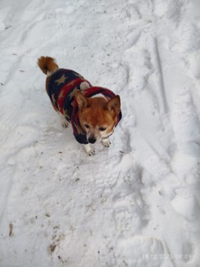 ������� - 25 ������, �����������