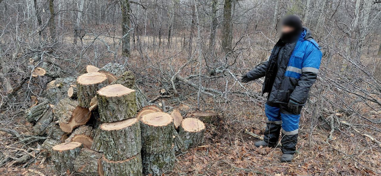 В Вольском районе возбуждено уголовное дело о незаконной рубке лесных насаждений