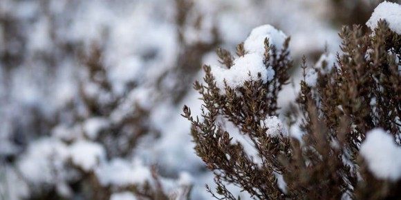 � �������� ������ �������� � ������� �� -20 ��������