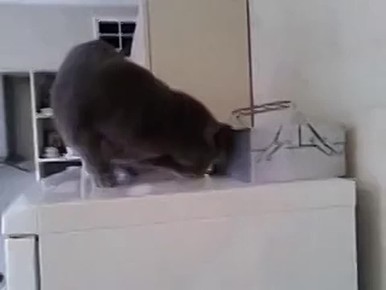 ������ ��� ����� �� �������: ���������� �������� ������������ �������� �����������