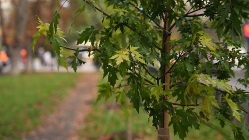 ����� ��������: �� ���������� �������� � ���� ���� ����������� ���������� ������������ ��������� �� ����������