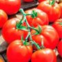 Томат Чудо дерево: высокий куст с устойчивым урожаем круглых плодов