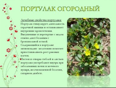 Портулак на участке: как избавиться простым и действенным способом