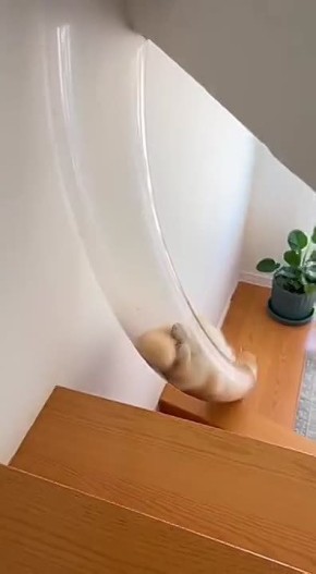 Ой! А у вас кошка утекла!