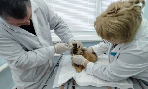 Саратовские ветеринары спасли жизнь двухмесячной Мане