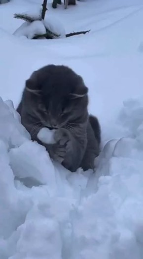 ��������� �������� � ����������� �������������)