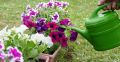 Как поддержать петунии в июле для роскошного цветения