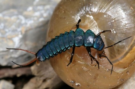 Как хищники вашего сада могут стать лучшими друзьями
