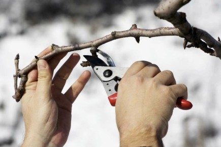 Как выбрать идеальный инструмент для зимней обрезки деревьев и кустарников