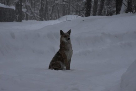 ��� ���� ����� ����� ������ ��������