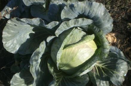 ��� ������� ������� � ��������� ��������: ��� ����������� ������